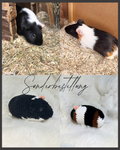 Meerschweinchen