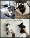 Katze